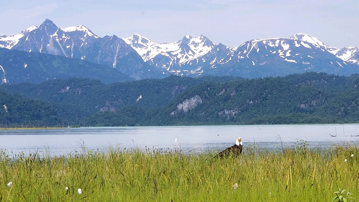 bald eagle in front of Alaskan mountain range
