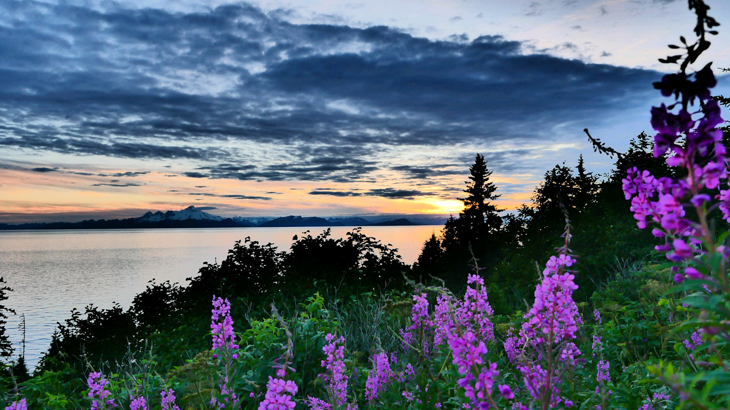 Alaskan sunset in summer purple wildflowers on mountainside